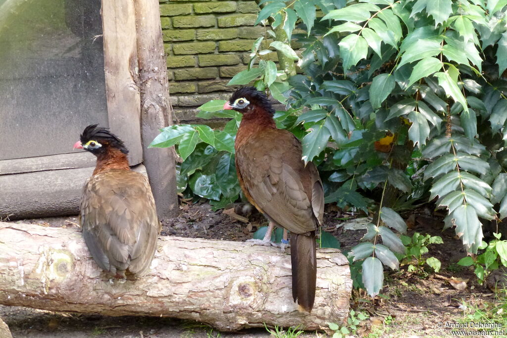 Nocturnal Curassow