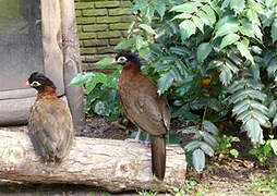 Nocturnal Curassow