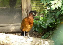 Nocturnal Curassow