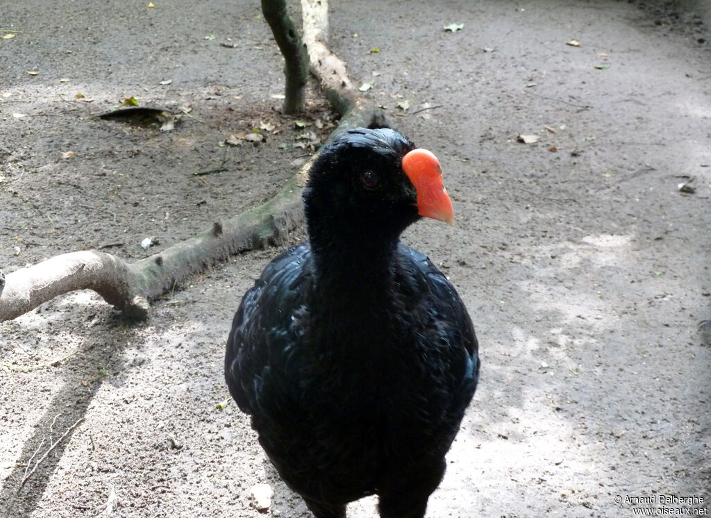 Razor-billed Curassow