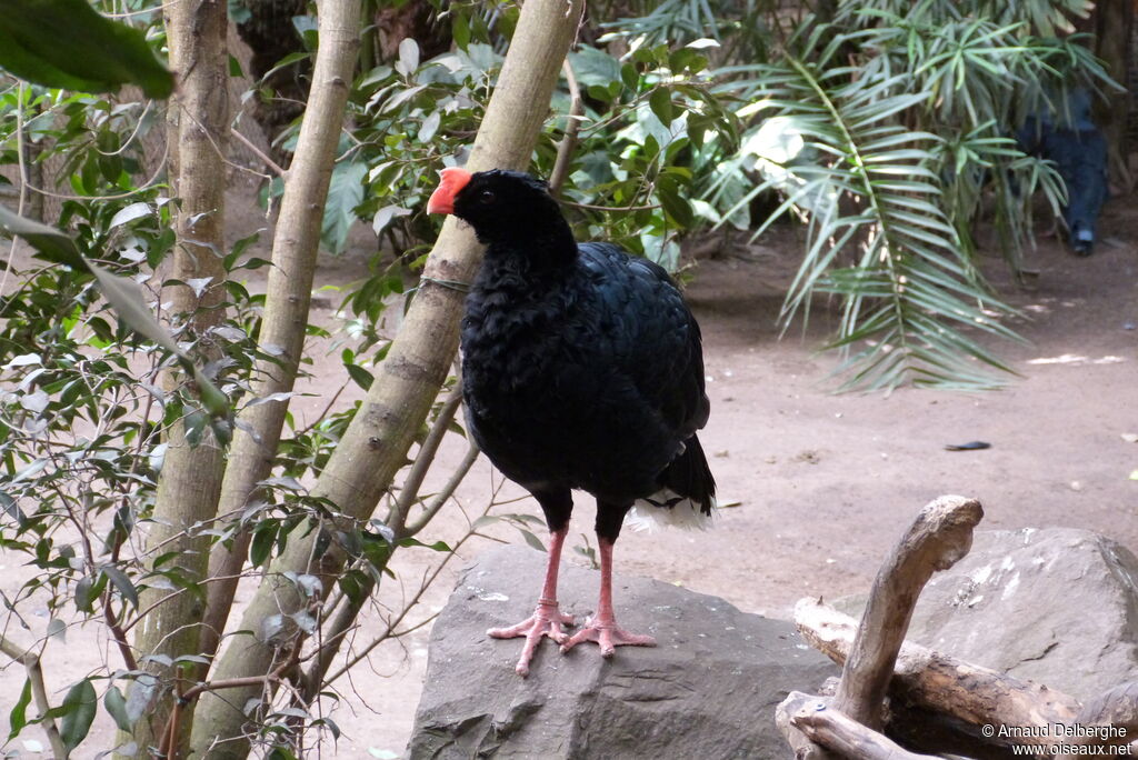 Razor-billed Curassow