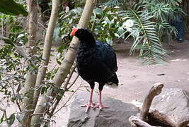 Razor-billed Curassow