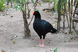 Razor-billed Curassow