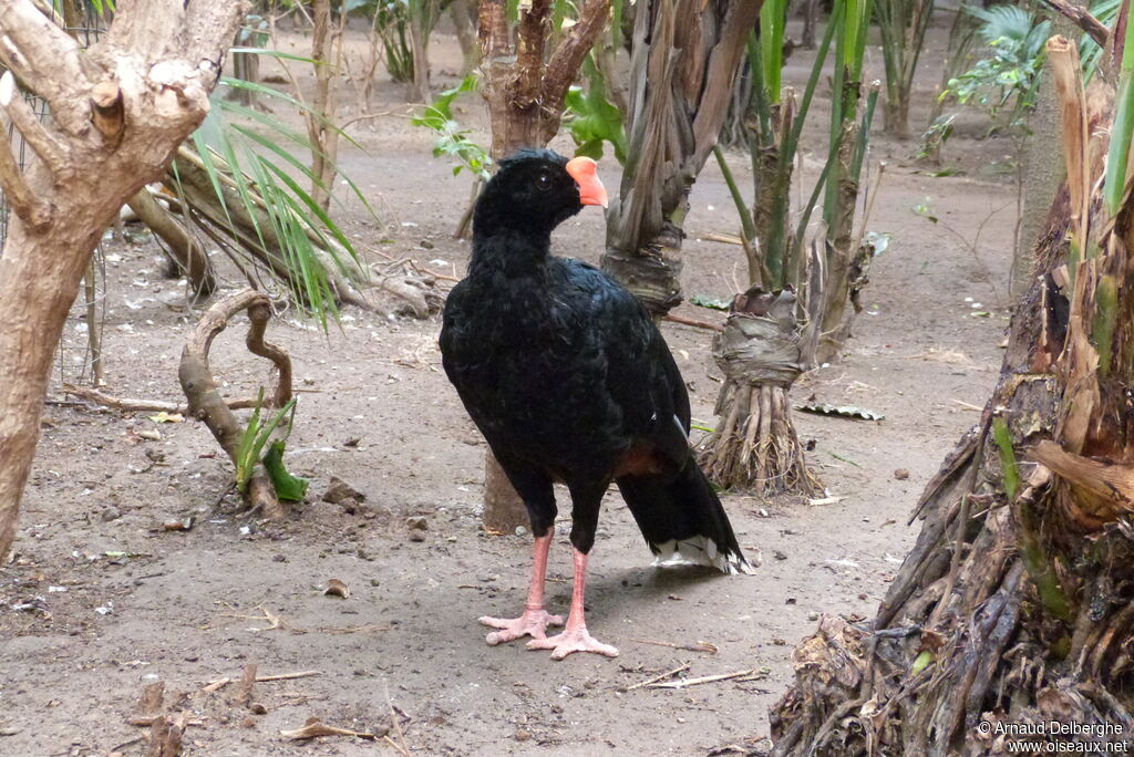 Razor-billed Curassow