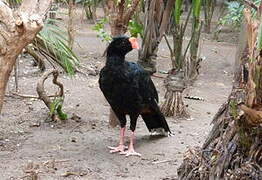 Razor-billed Curassow