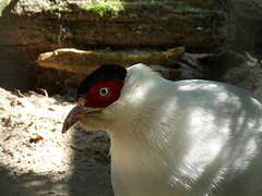 White Eared Pheasant