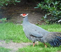 Blue Eared Pheasant