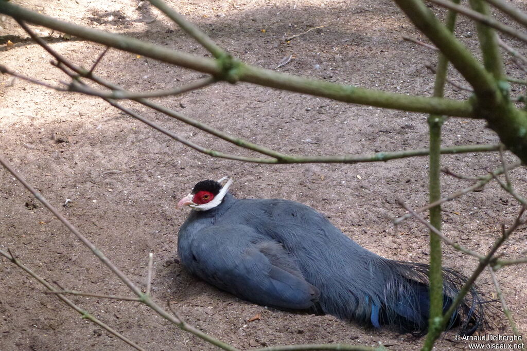 Blue Eared Pheasant