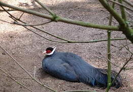 Blue Eared Pheasant