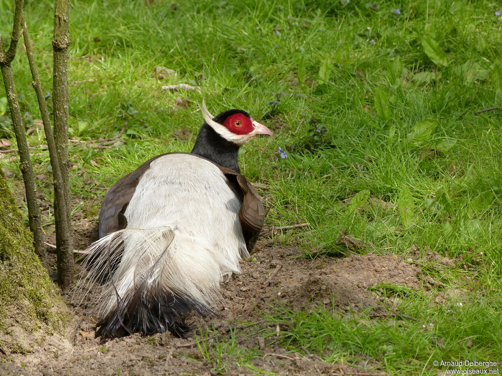 Brown Eared Pheasant