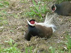 Brown Eared Pheasant