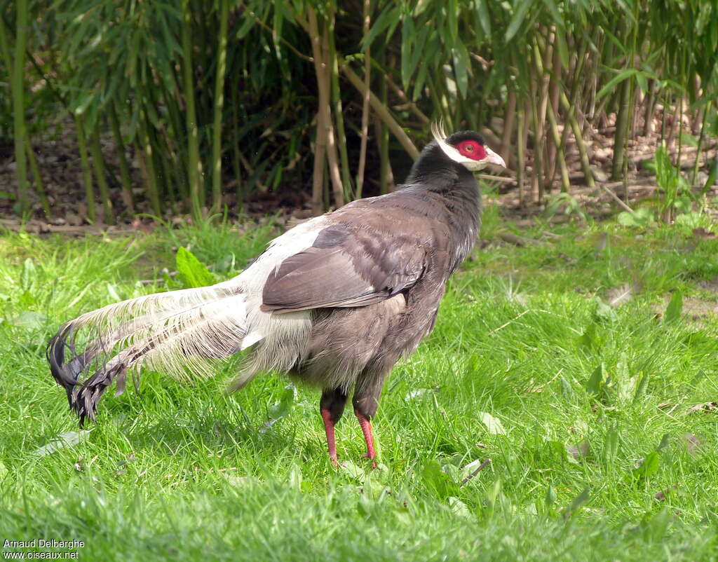 Brown Eared Pheasant