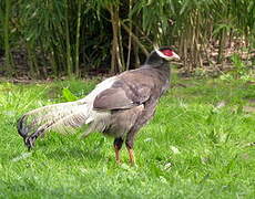 Brown Eared Pheasant