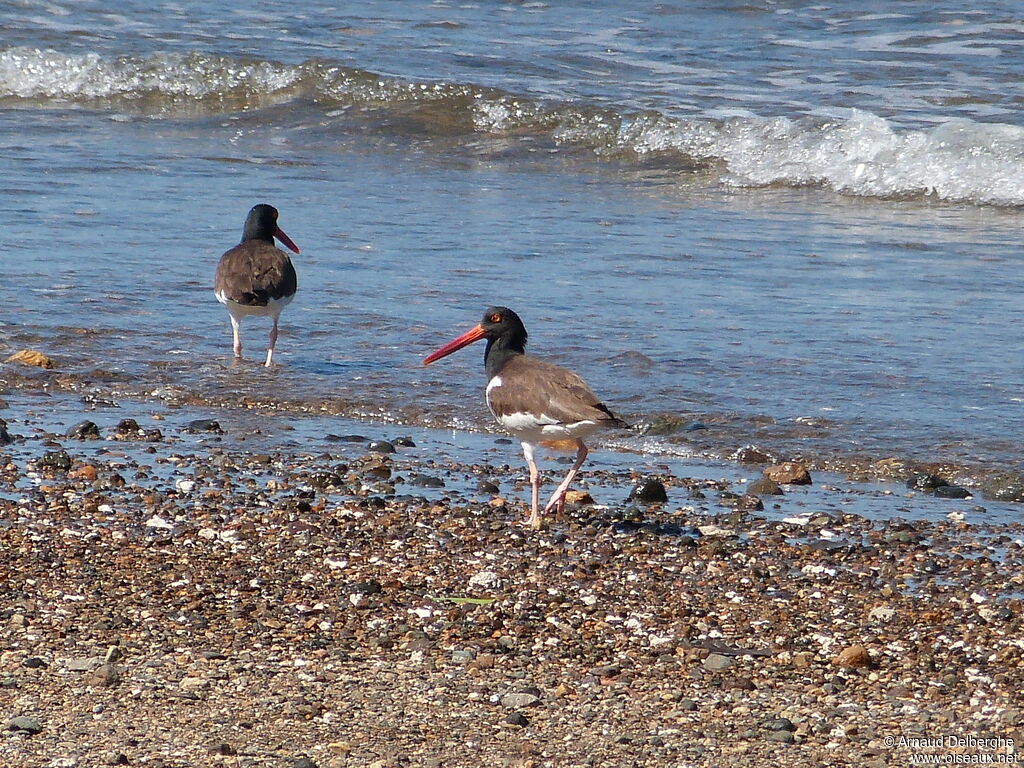 American Oystercatcher