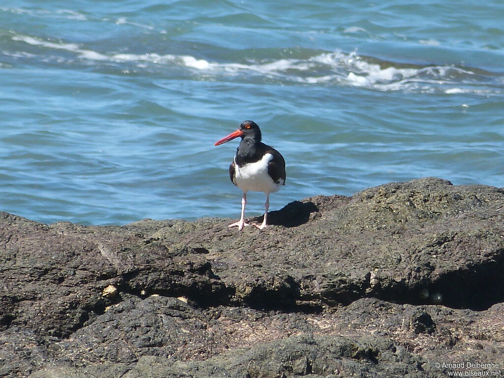 American Oystercatcher