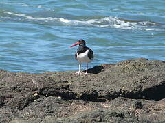 American Oystercatcher