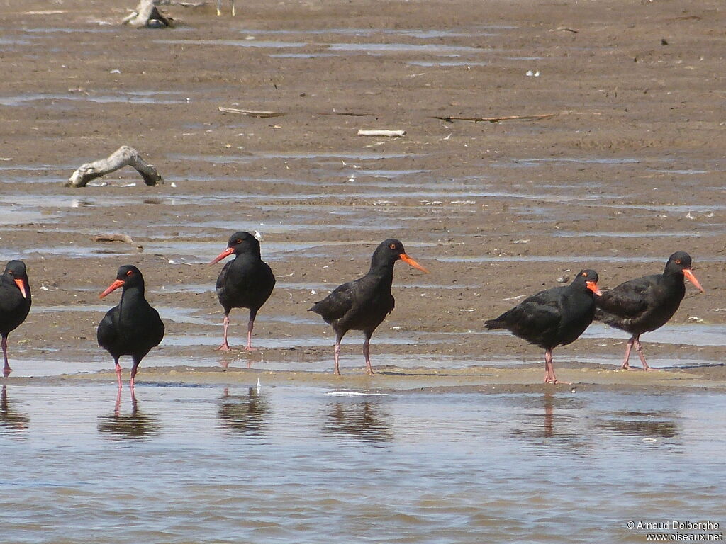 African Oystercatcher