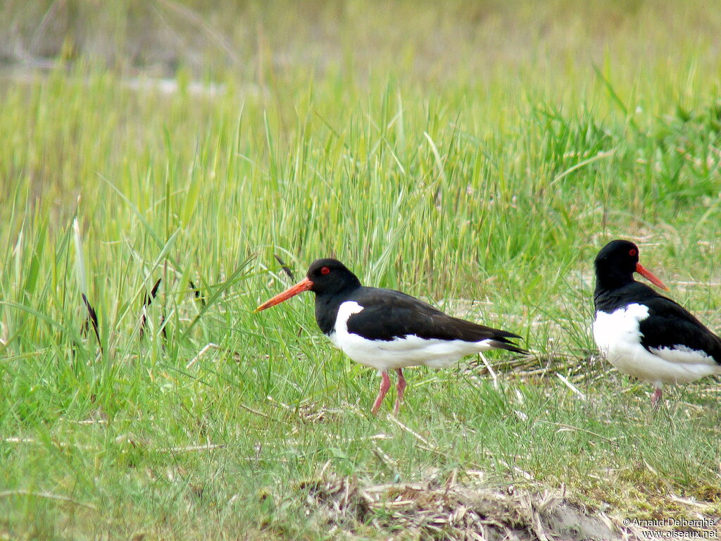 Eurasian Oystercatcher