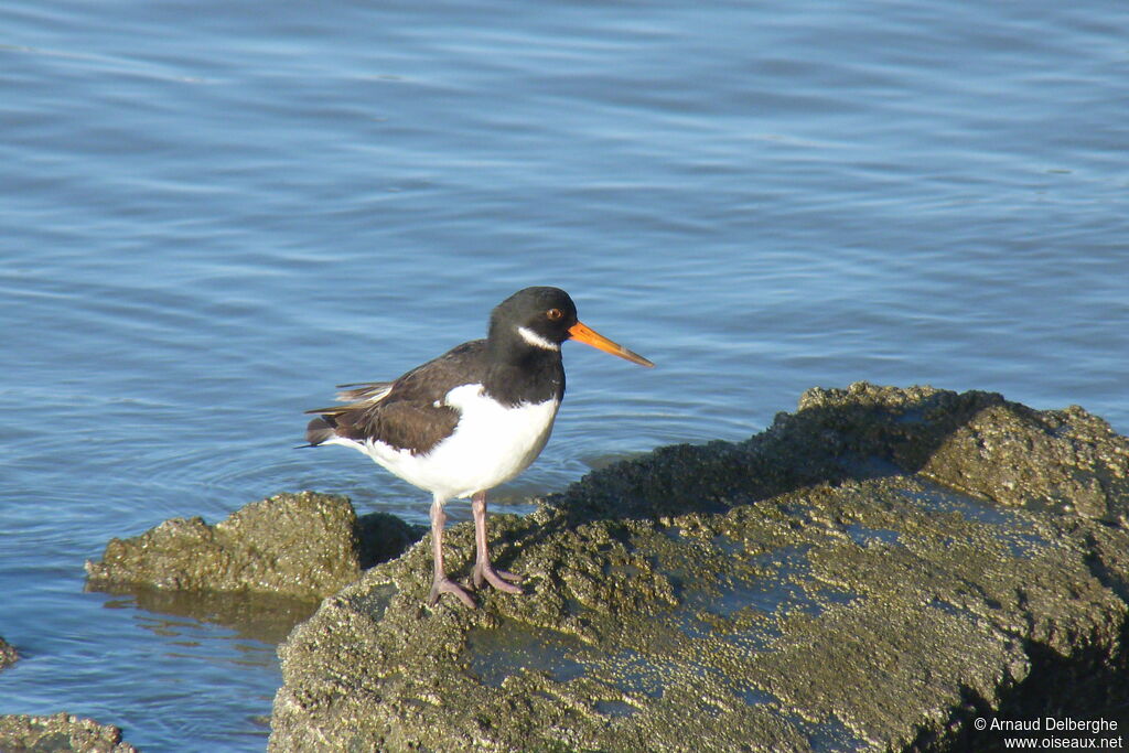 Eurasian Oystercatcher