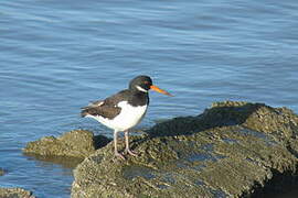 Eurasian Oystercatcher