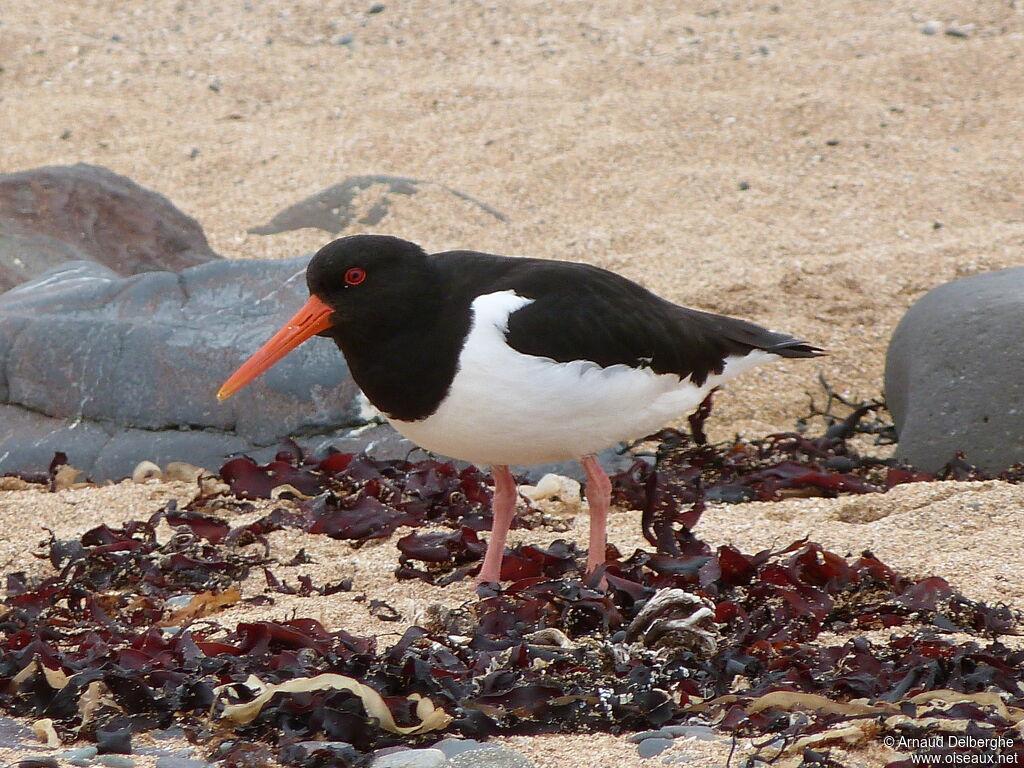 Eurasian Oystercatcher