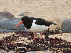 Eurasian Oystercatcher