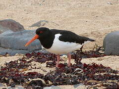 Eurasian Oystercatcher