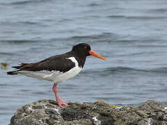 Eurasian Oystercatcher