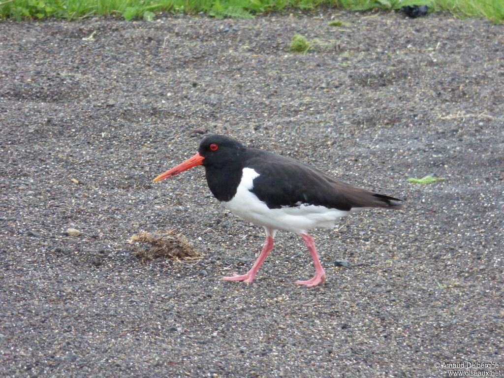 Eurasian Oystercatcher