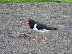 Eurasian Oystercatcher