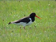 Eurasian Oystercatcher