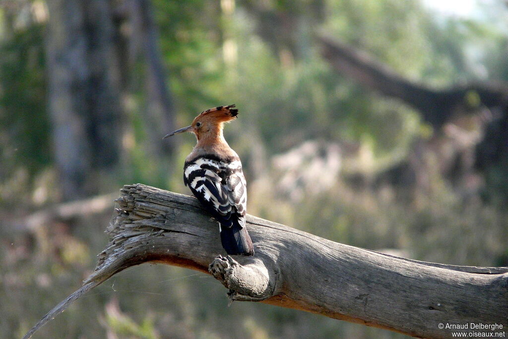 African Hoopoe