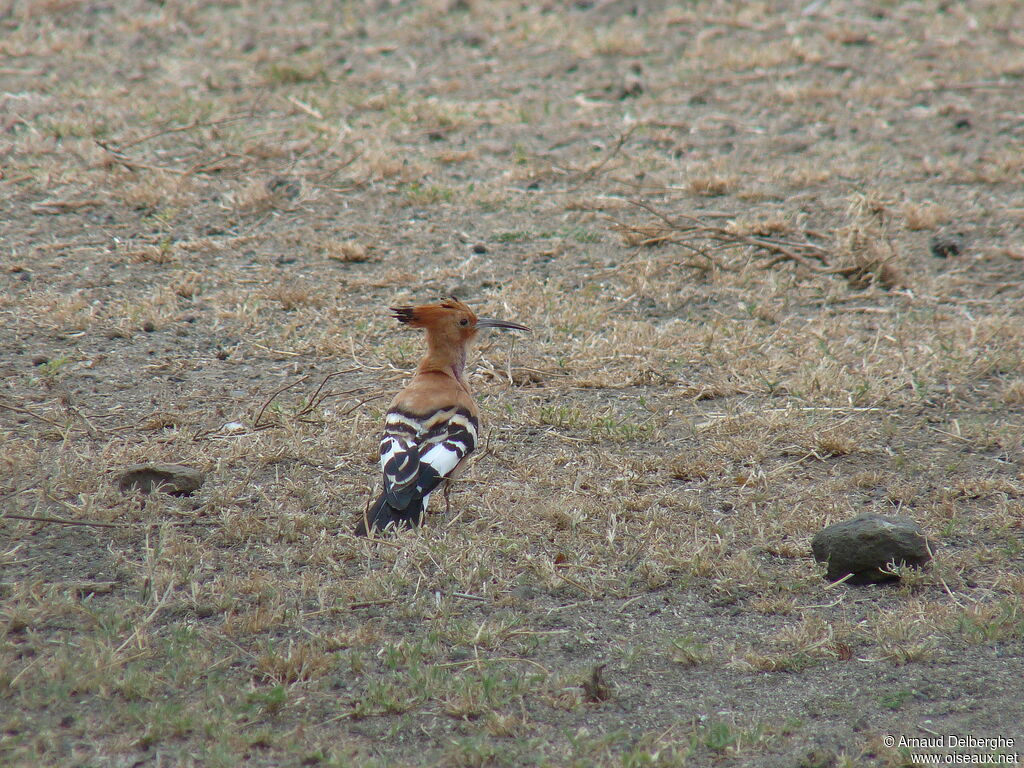 African Hoopoe