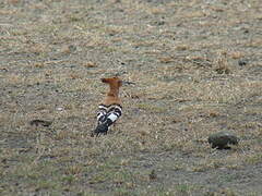 African Hoopoe