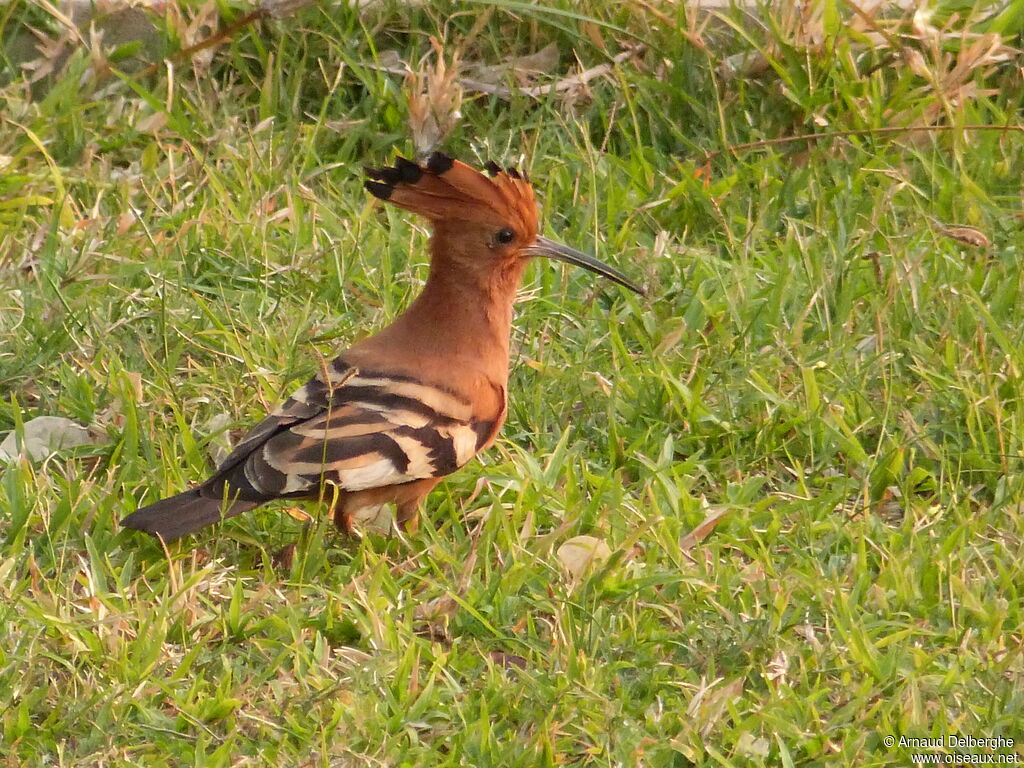 African Hoopoe