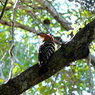 Huppe de Madagascar