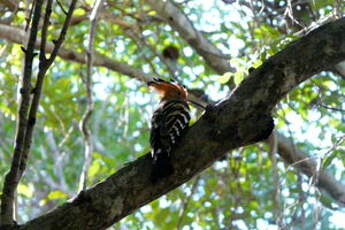 Huppe de Madagascar