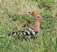 Eurasian Hoopoe