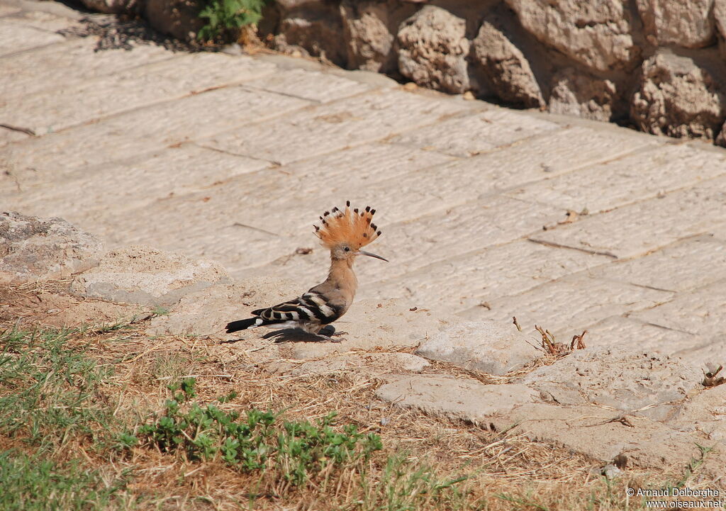 Eurasian Hoopoe