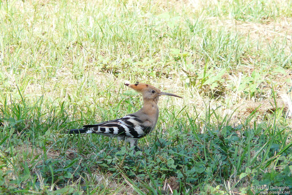 Eurasian Hoopoe