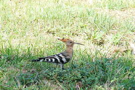 Eurasian Hoopoe