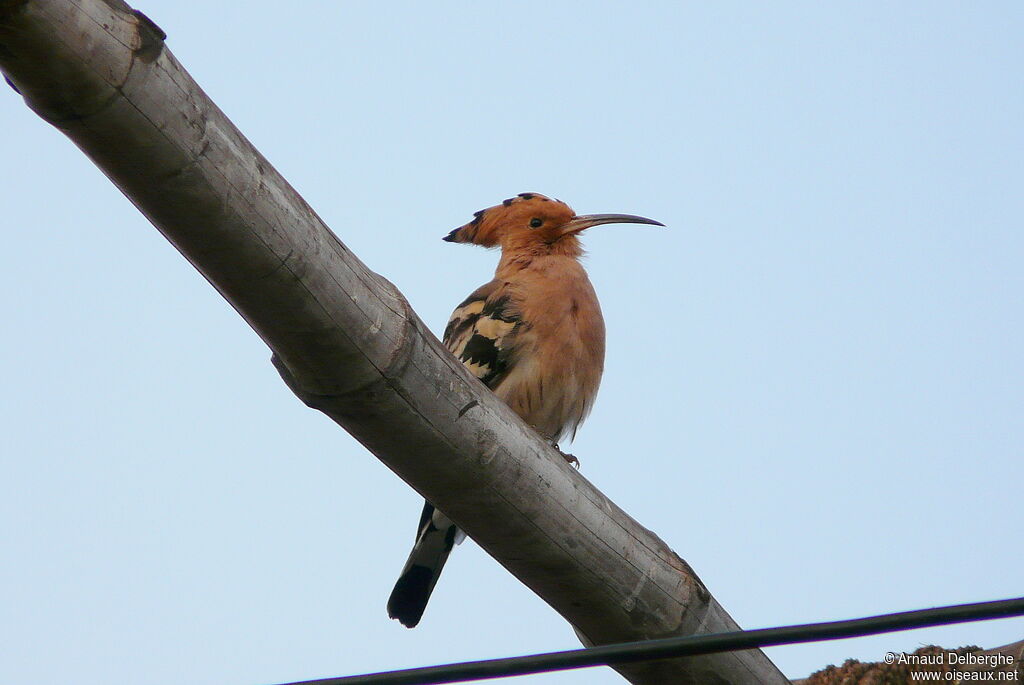 Eurasian Hoopoe