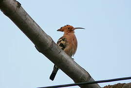 Eurasian Hoopoe