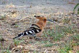 Eurasian Hoopoe