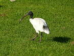 Ibis à cou noir