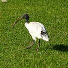Ibis à cou noir