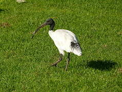 Ibis à cou noir