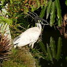 Ibis à cou noir