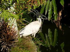 Ibis à cou noir