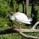 Ibis à cou noir